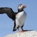 puffin_atlantic_msi_h_2553_can1925.jpg